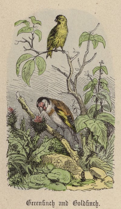 Greenfinch and Goldfinch by Friedrich Specht