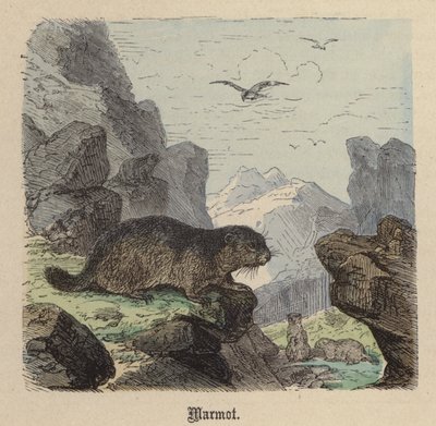 Marmot by Friedrich Specht