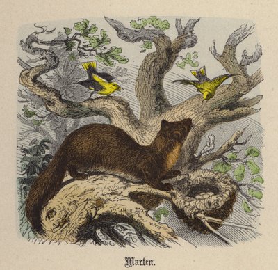 Marten by Friedrich Specht