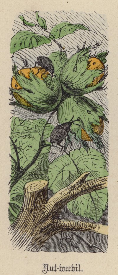 Nut-weevil by Friedrich Specht