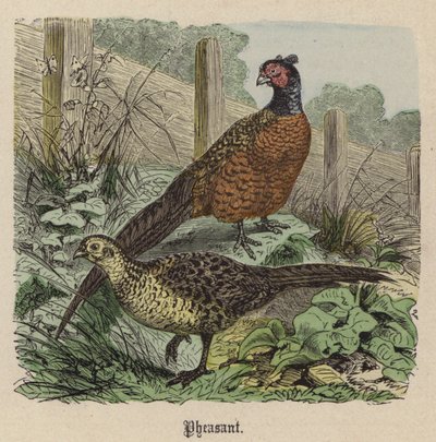 Pheasant by Friedrich Specht