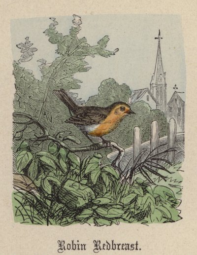Robin Redbreast by Friedrich Specht