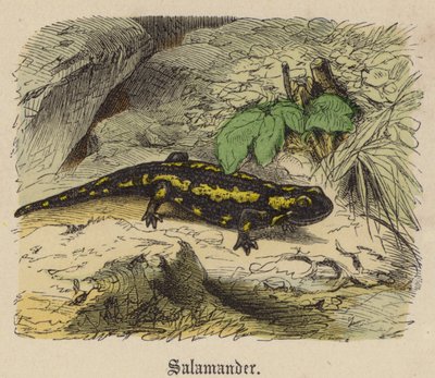 Salamander by Friedrich Specht