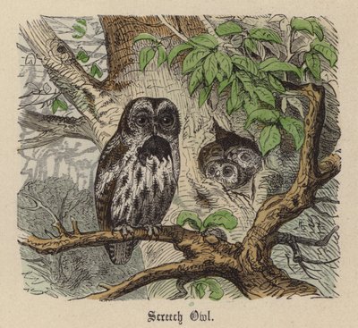 Screech Owl by Friedrich Specht
