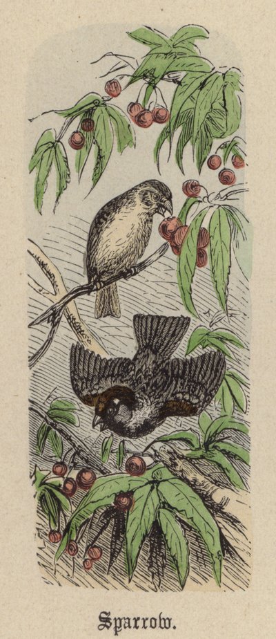 Sparrow by Friedrich Specht