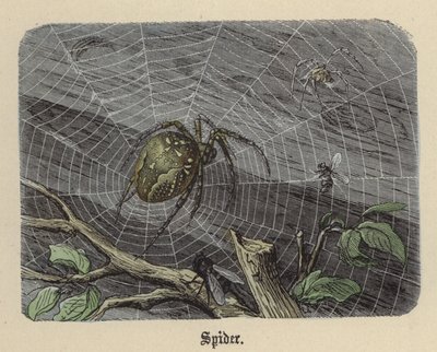 Spider by Friedrich Specht