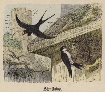 Swallows by Friedrich Specht