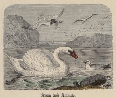 Swan and Seamew by Friedrich Specht