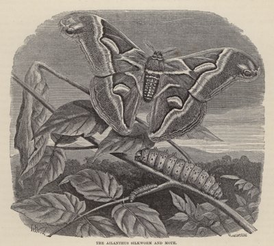 The Ailanthus Silkworm and Moth by Friedrich Specht