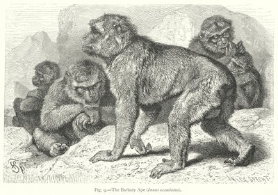 The Barbary Ape (Inuus Ecaudatus) by Friedrich Specht