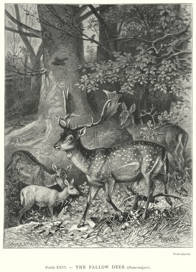 The Fallow Deer (Dama Vulgaris) by Friedrich Specht