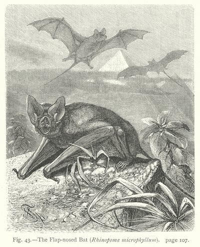 The Flap-Nosed Bat (Rhinopoma Microphyllum) by Friedrich Specht