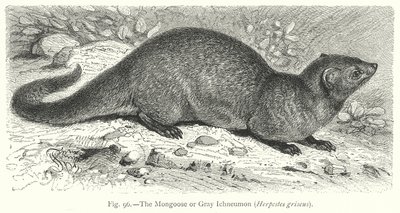 The Mongoose or Gray Ichneumon (Herpestes Griseus) by Friedrich Specht