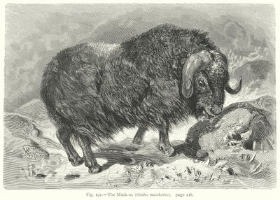 The Musk-Ox (Ovibos Moschatus) by Friedrich Specht