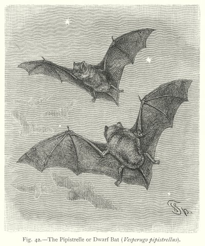 The Pipistrelle or Dwarf Bat (Vesperugo Pipistrellus) by Friedrich Specht