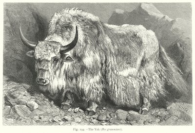 The Yak (Bos Grunniens) by Friedrich Specht
