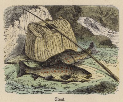 Trout by Friedrich Specht
