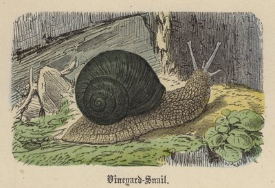 Vineyard-Snail by Friedrich Specht