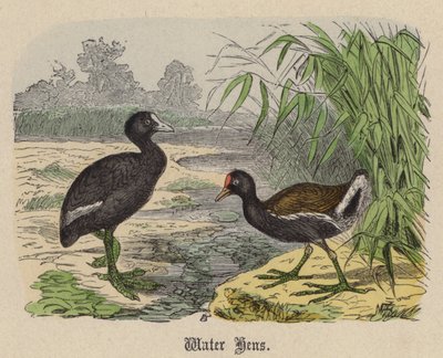Water Hens by Friedrich Specht