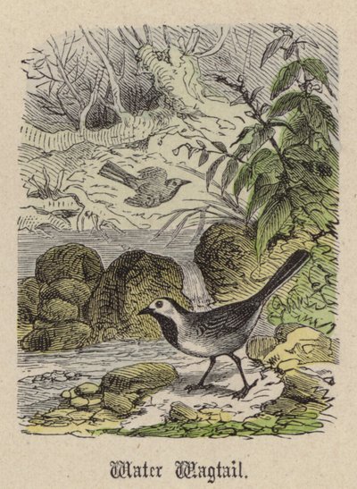 Water Wagtail by Friedrich Specht