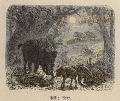 Wild Boar by Friedrich Specht