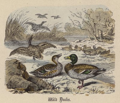 Wild Ducks by Friedrich Specht