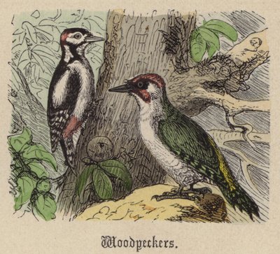 Woodpeckers by Friedrich Specht