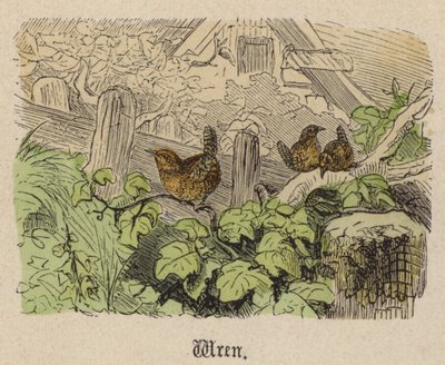 Wren by Friedrich Specht