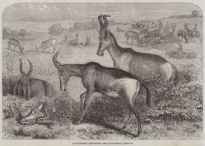 Hartebeeste Antelopes by Friedrich Wilhelm Keyl