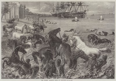The Horses