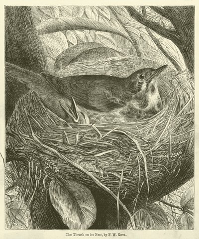 The Thrush on its Nest by Friedrich Wilhelm Keyl