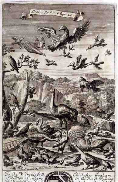 A Variety of Birds by G Freman