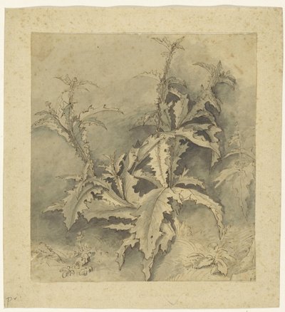Study of a Thistle Plant and Smaller Vegetation by G. Hamilton (possibly)