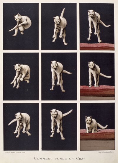 How a Cat Falls, from Les Dernieres Merveilles de la Science by Daniel Bellet by G. Lasellaz