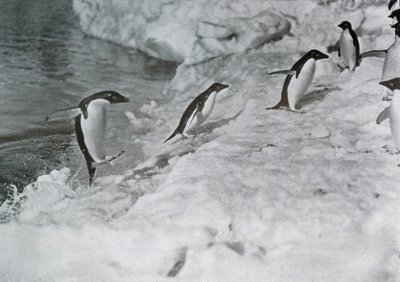 Penguins Jumping On to The Ice-Foot by G. Murray Levick