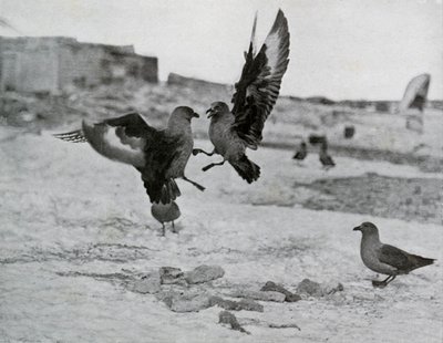Skua Gulls Fighting Over Some Blubber by G. Murray Levick
