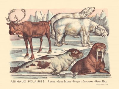 Page 14: Polar Animals: Reindeer, Polar Bears, Harp Seal, Male Walrus by Gabriel Gostiaux