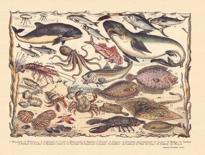 Page 16: Jellyfish, porpoise, herring, tuna, mackerel, shark, mullet, octopus, sardines, lobster, cuttlefish, cod, turbot, beard, crab, hermit Bernard, oysters, scallops, asteria, tile, ray, sole, lobster, mussels by Gabriel Gostiaux