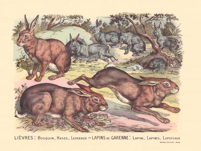Hares: Book, Hares, Lips Garenne Rabbits: Rabbits, Rabbits, Rabbits by Gabriel Gostiaux
