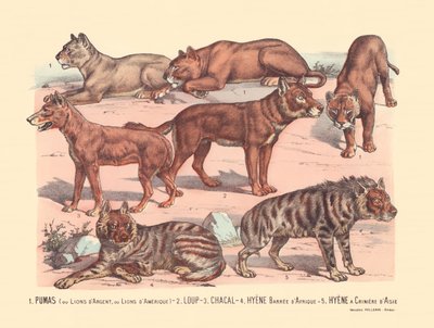Page 13: Pumas or Silver Lions or American Lions, Wolf, Jackal, African Barred Hyena, Asian Mane Hyena by Gabriel Gostiaux