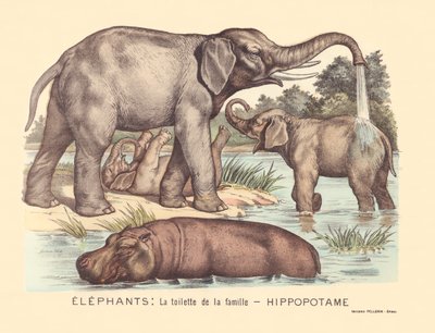 Elephants: The Toilet of the Hippopotamus Family by Gabriel Gostiaux
