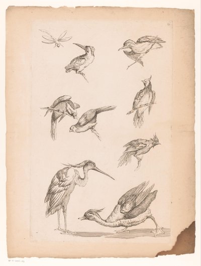 Eight Chinese Birds, Including Kingfishers, a Heron, a Duck, and a Dragonfly by Gabriel Huquier (attributed to)