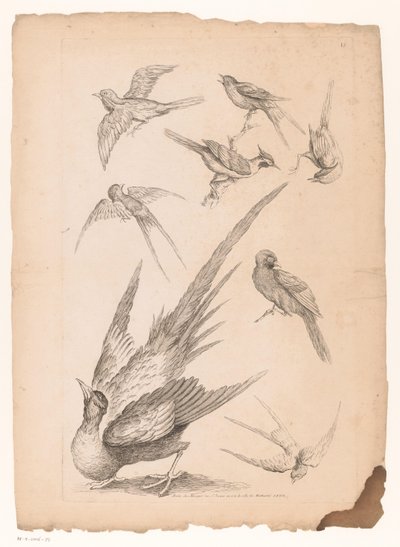Eight Chinese Birds, Including Possibly Birds of Paradise by Gabriel Huquier (attributed to)