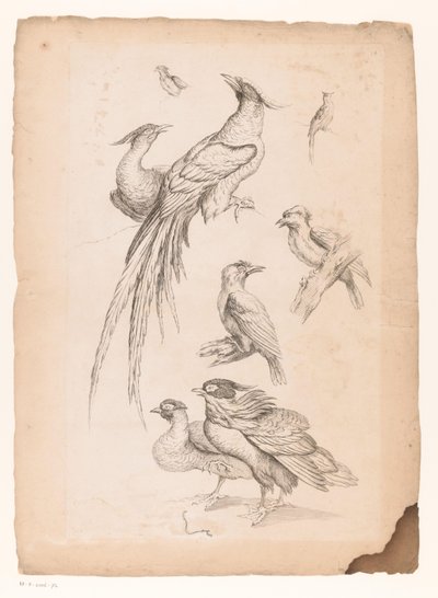 Eight Chinese Birds, Including Possibly Birds of Paradise by Gabriel Huquier (attributed to)