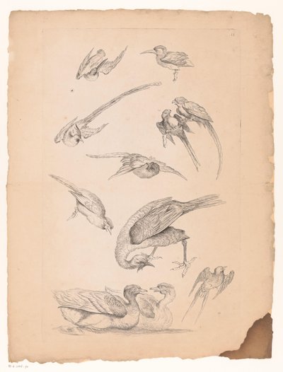Eleven Chinese Birds, Including Ducks and Parrots by Gabriel Huquier (attributed to)