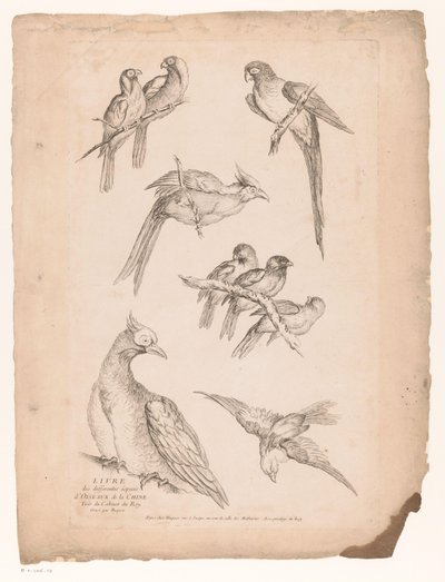 Nine Chinese Birds by Gabriel Huquier (attributed to)