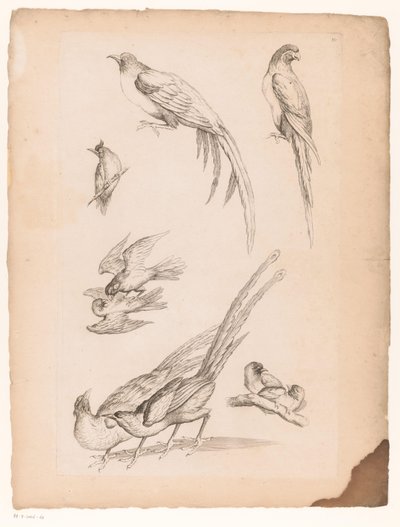 Nine Chinese Birds by Gabriel Huquier (attributed to)