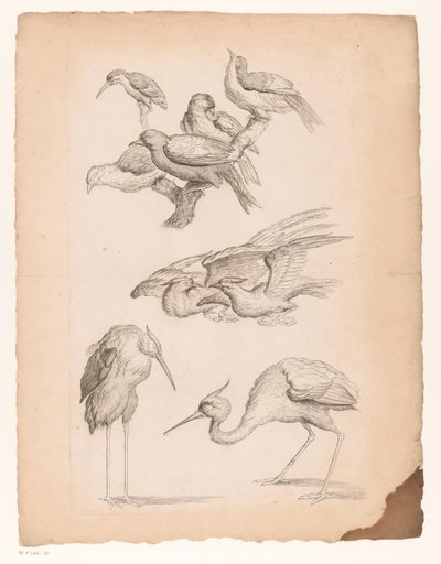 Nine Chinese Birds, Including Herons and a Kingfisher by Gabriel Huquier (attributed to)