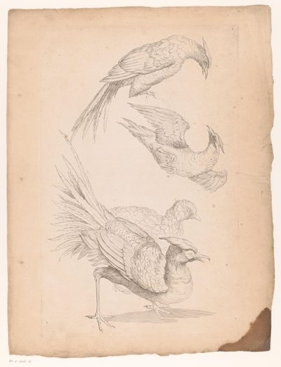 Four Chinese Birds, Possibly Birds of Paradise (Various Chinese Birds) (Book of Different Species of Birds from China) by Gabriel Huquier (attributed to)