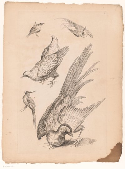 Six Chinese Birds (Livre des differentes espèces d